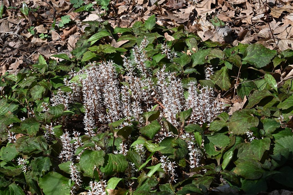 2025-04246549 Acton Arboretum, MA.JPG - Allegheny Spurge (Pachysandra procumbens). Acton Arboretum, MA, 4-24-2025